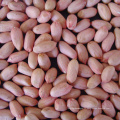 New Crop Shandong Peanut Kernel à vendre